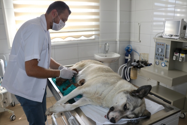 Bolu'da tam donanımlı hayvan ambulansı sokak hayvanlarına hizmet veriyor